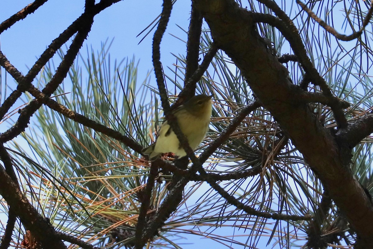 Blackpoll Warbler - ML624990658
