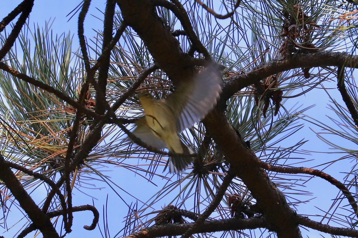 Blackpoll Warbler - ML624990659