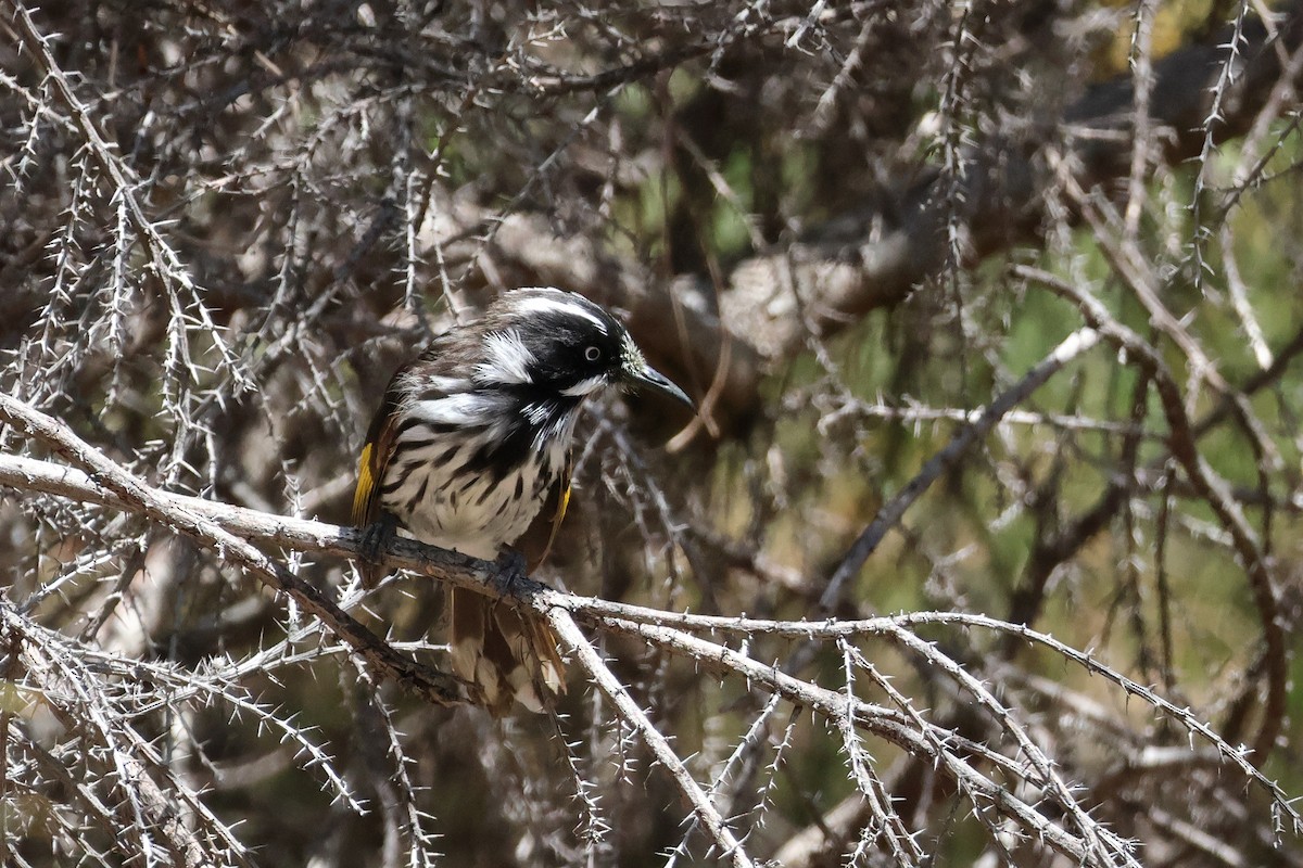 New Holland Honeyeater - ML624990669