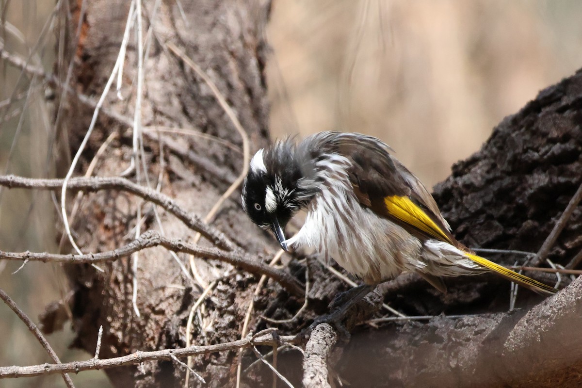 New Holland Honeyeater - ML624990670