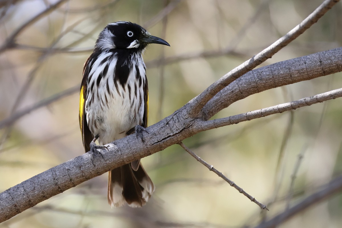 New Holland Honeyeater - ML624990671