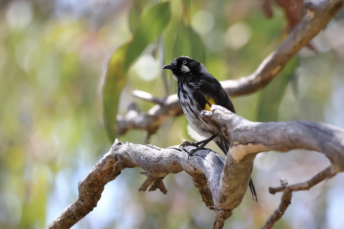 New Holland Honeyeater - ML624990672