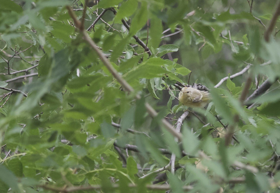 Yellow Warbler - ML624990774