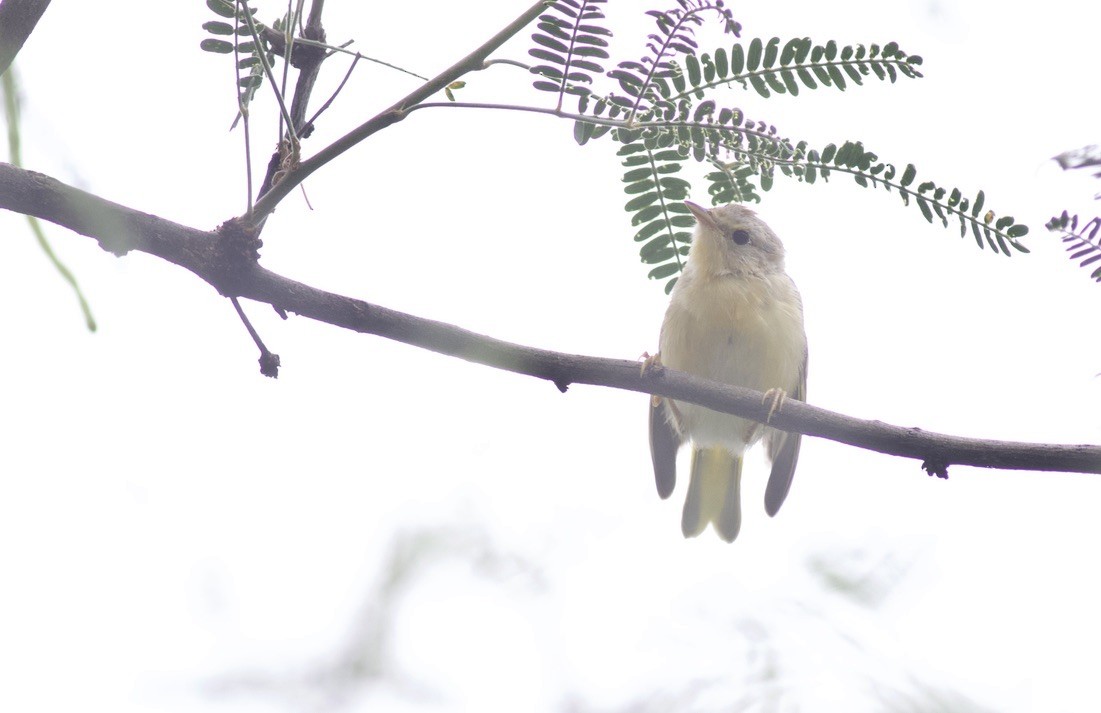 Yellow Warbler - ML624990775