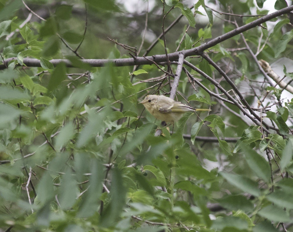 Yellow Warbler - ML624990776