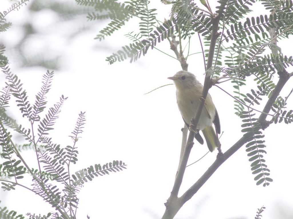 Yellow Warbler - ML624990777