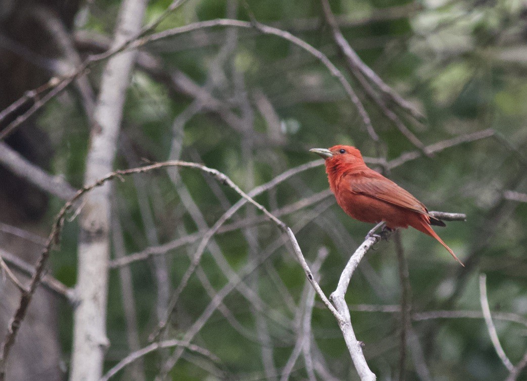 Summer Tanager - ML624990786