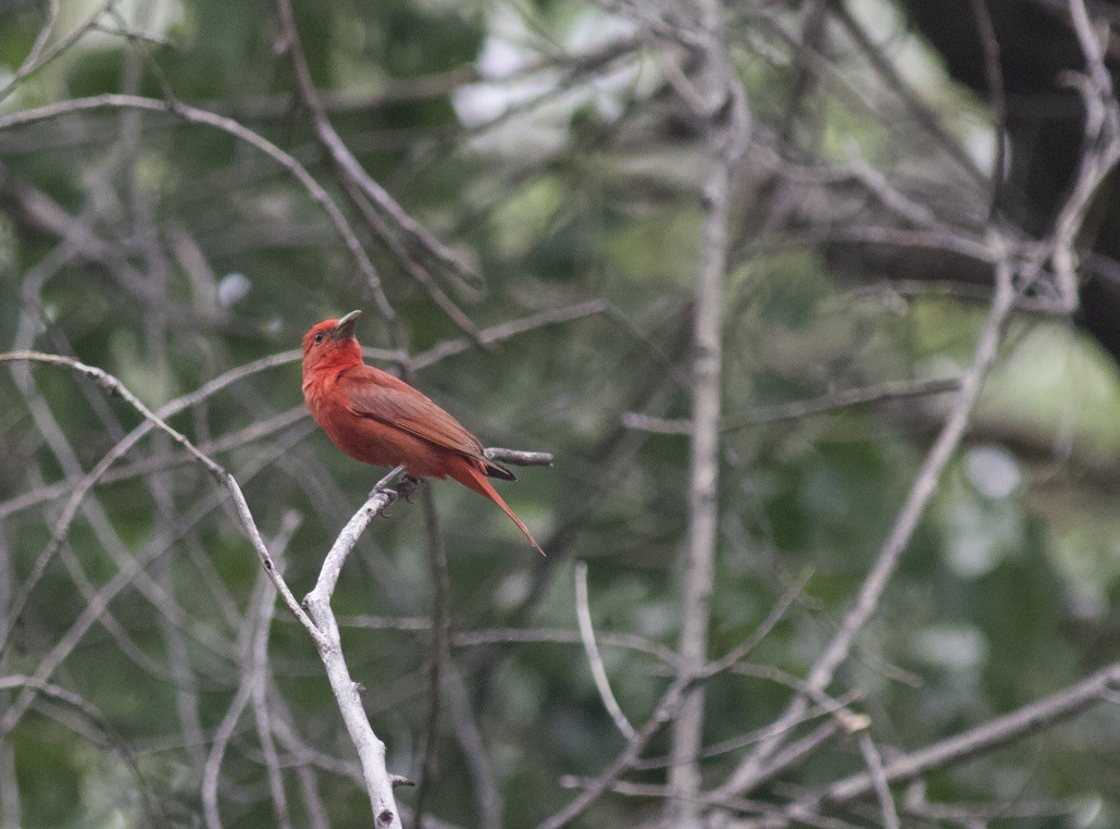 Summer Tanager - ML624990787