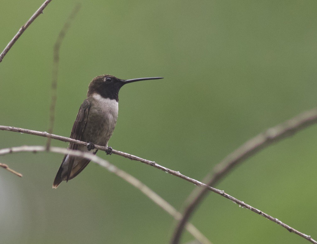 Black-chinned Hummingbird - ML624990789