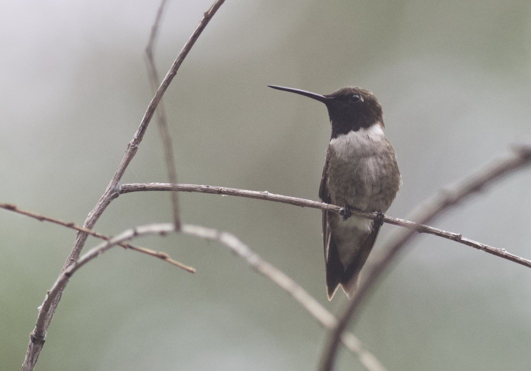 Black-chinned Hummingbird - ML624990790