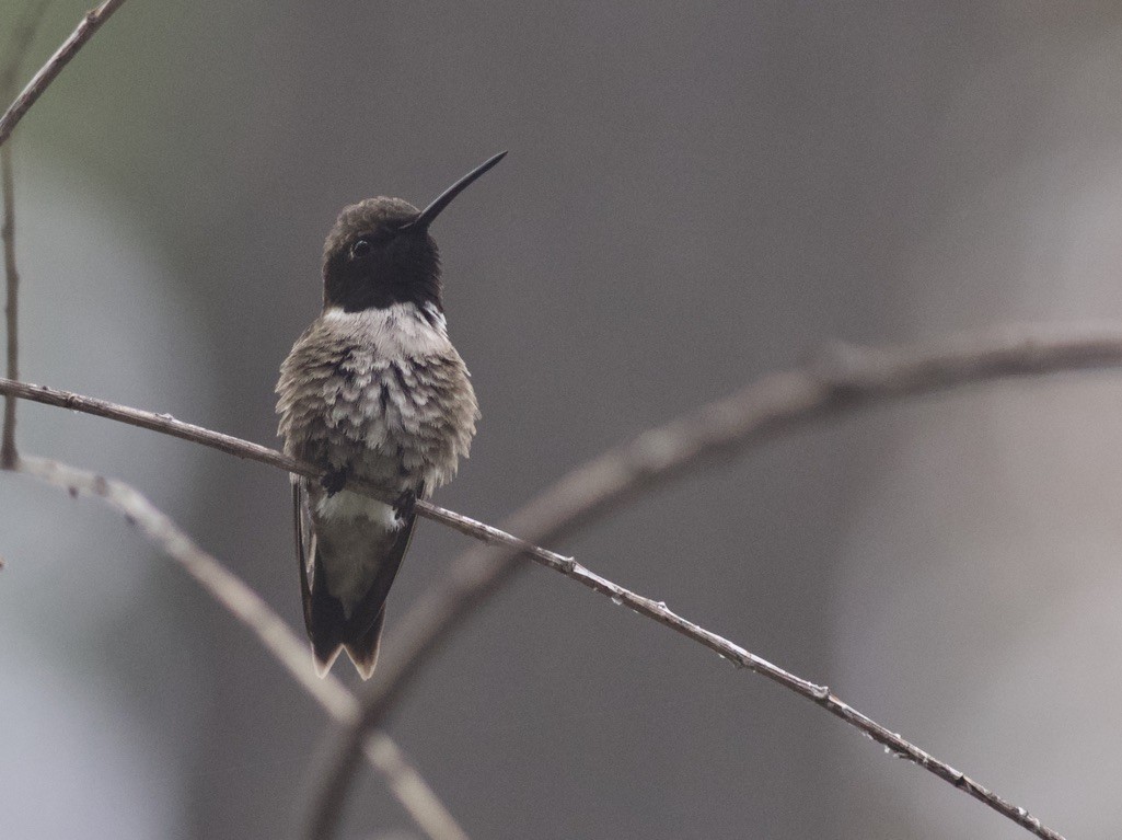 Black-chinned Hummingbird - ML624990791