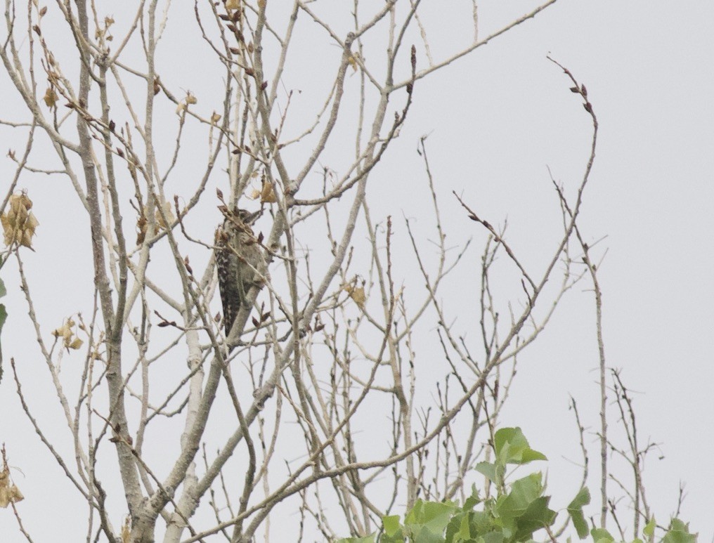 Ladder-backed Woodpecker - ML624990803