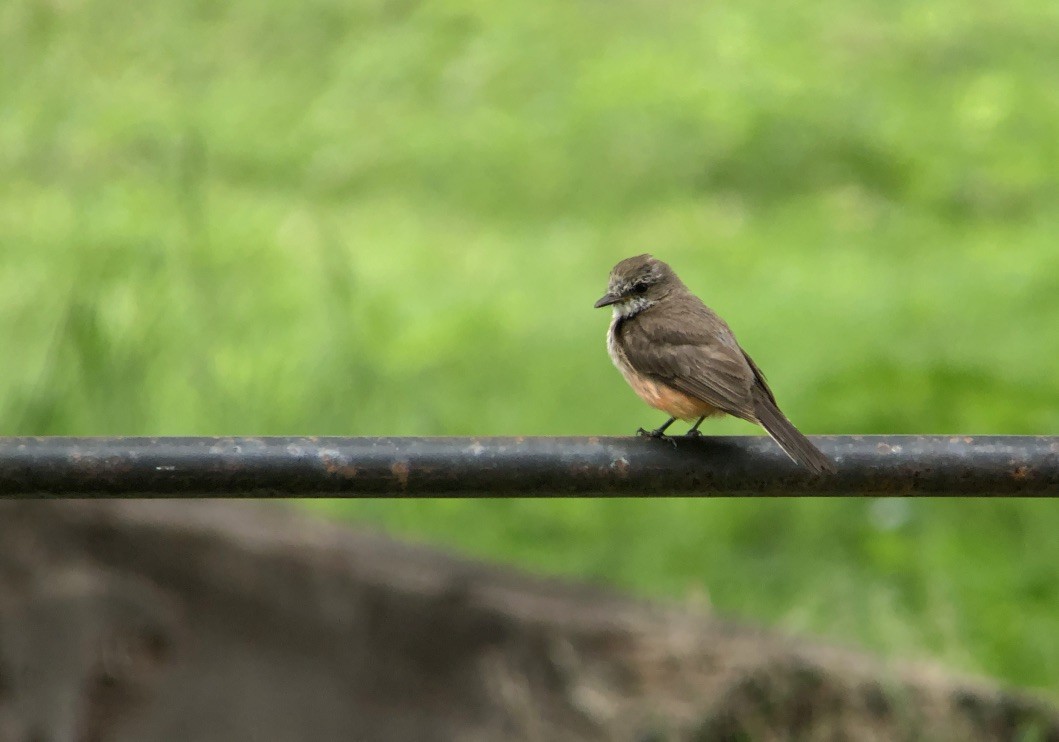 Vermilion Flycatcher - ML624990813