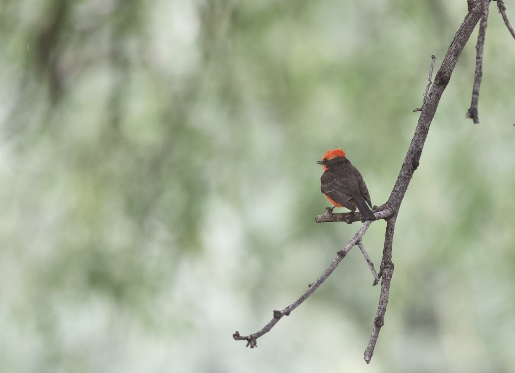 Vermilion Flycatcher - ML624990814