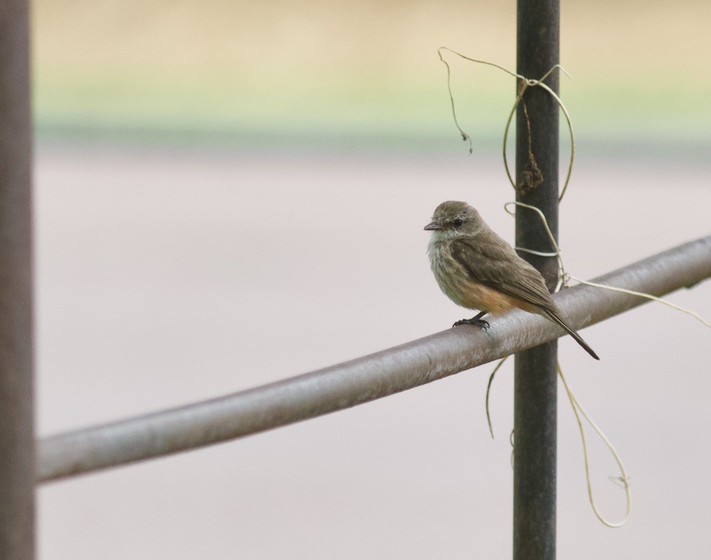 Vermilion Flycatcher - ML624990815