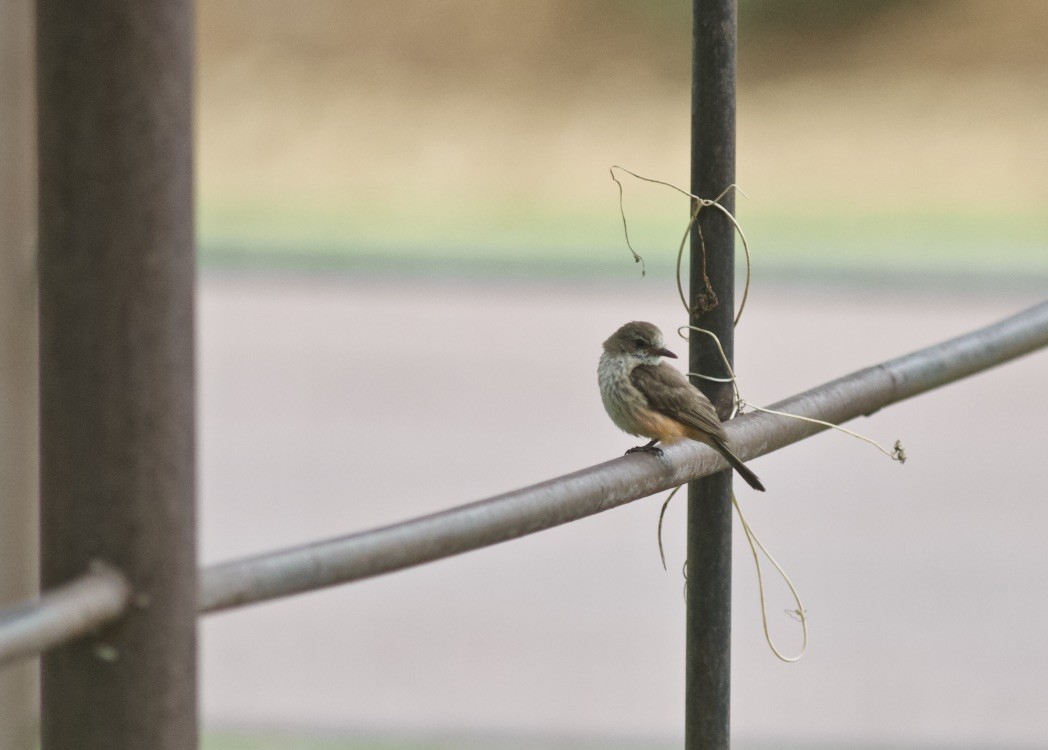 Vermilion Flycatcher - ML624990816