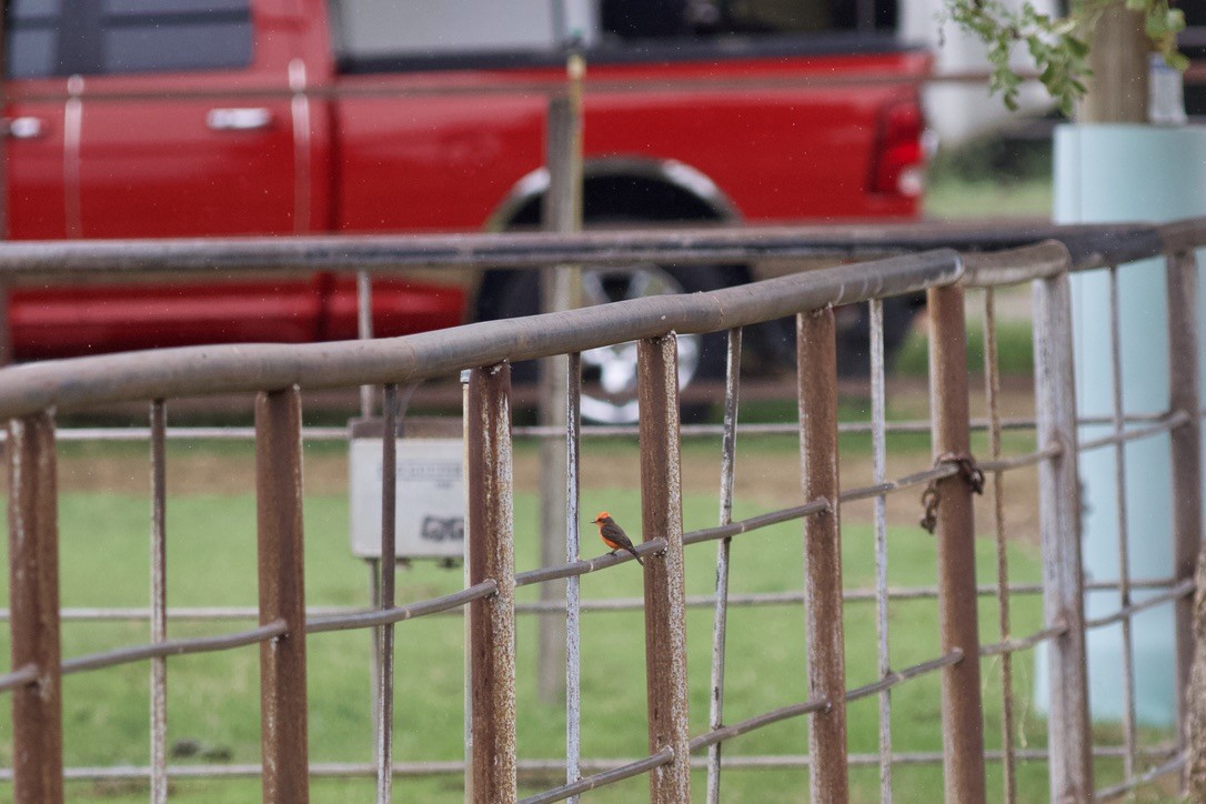 Vermilion Flycatcher - ML624990818