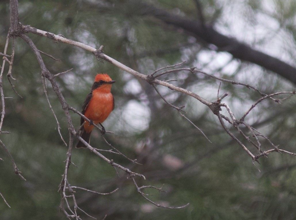 Vermilion Flycatcher - ML624990819