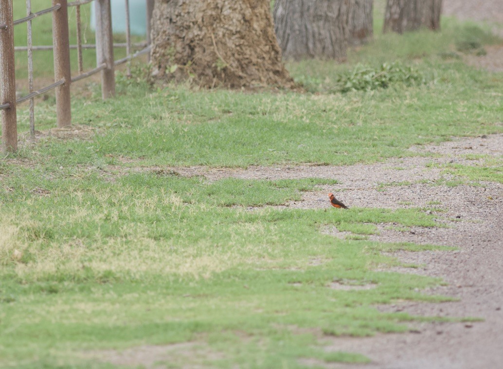 Vermilion Flycatcher - ML624990820