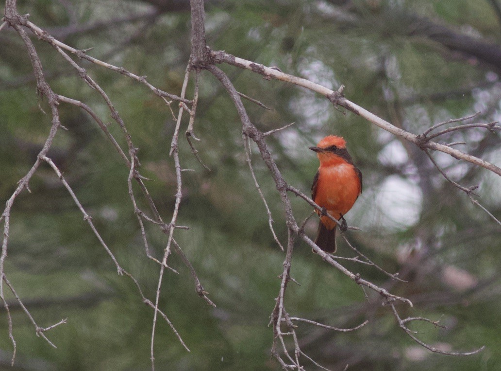 Vermilion Flycatcher - Brian Quindlen