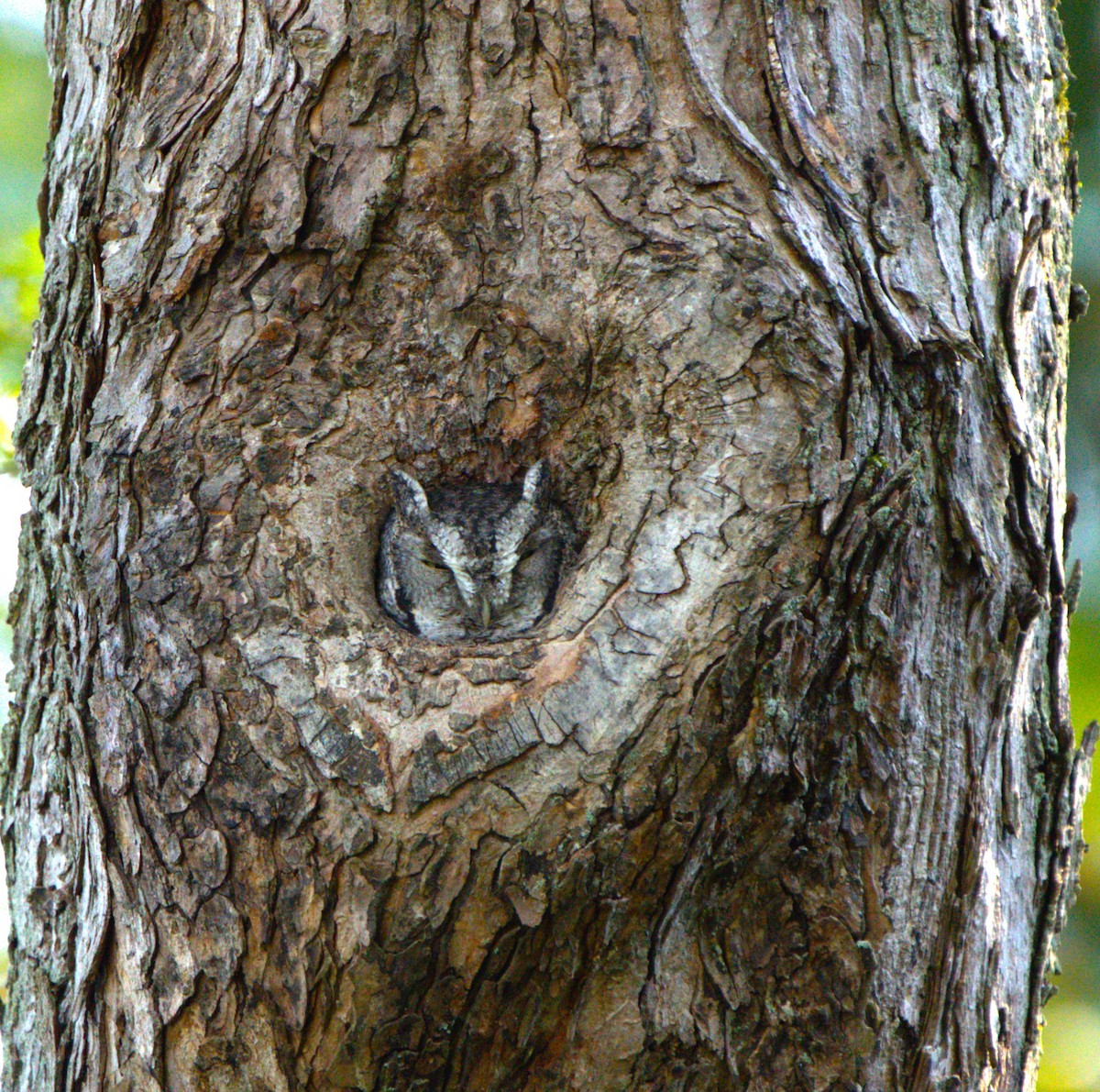 Eastern Screech-Owl - ML624990824