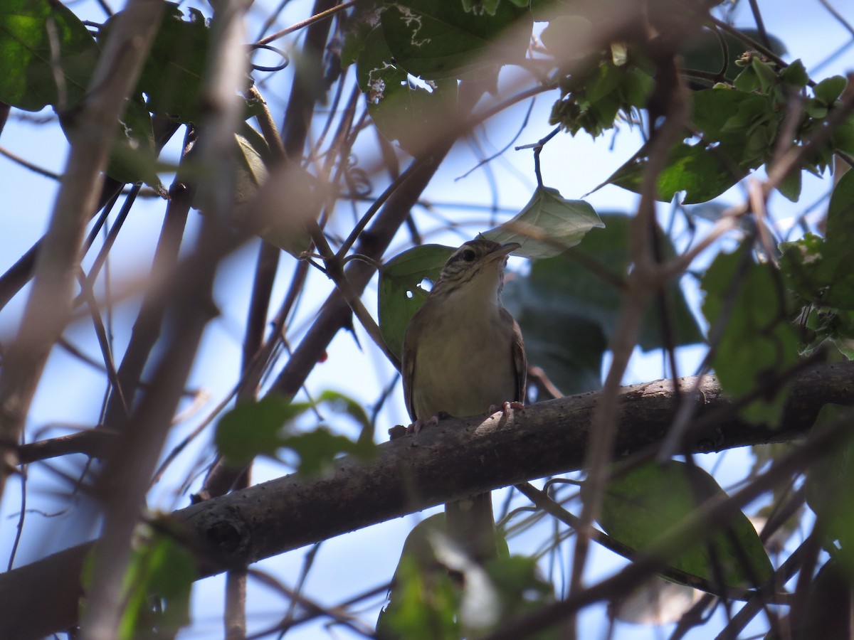 Antioquia Wren - ML624990915