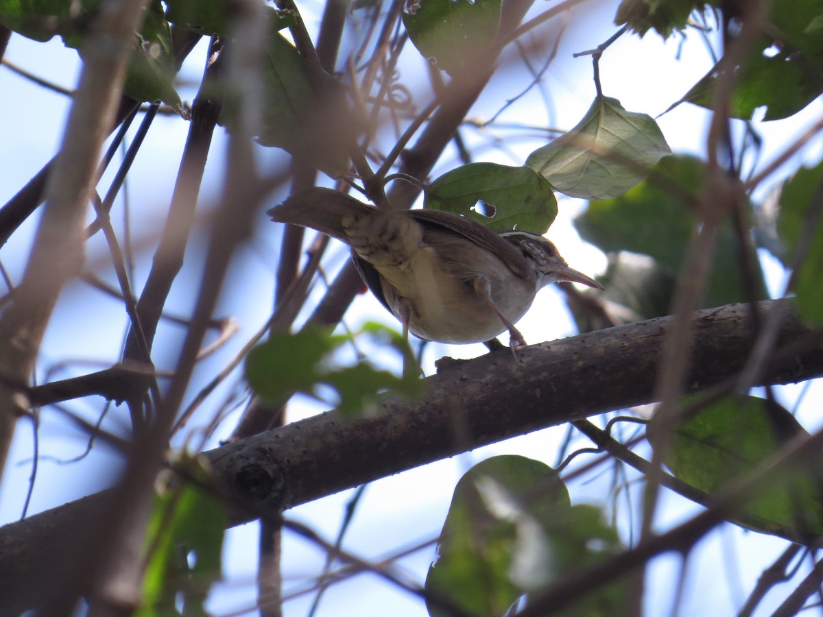 Antioquia Wren - ML624990919