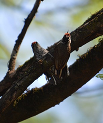 White-barred Piculet - ML624991073