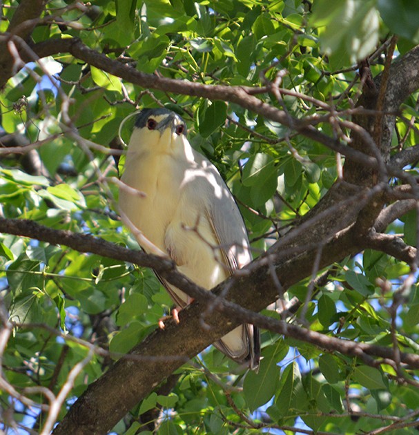 Black-crowned Night Heron - ML624991126