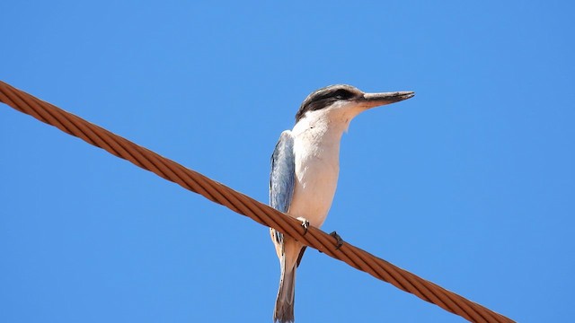 Red-backed Kingfisher - ML624991133