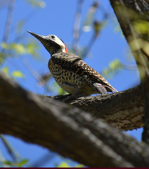 Green-barred Woodpecker - ML624991194
