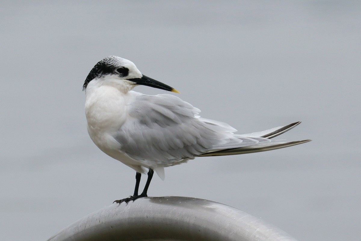 Sandwich Tern - ML624991237