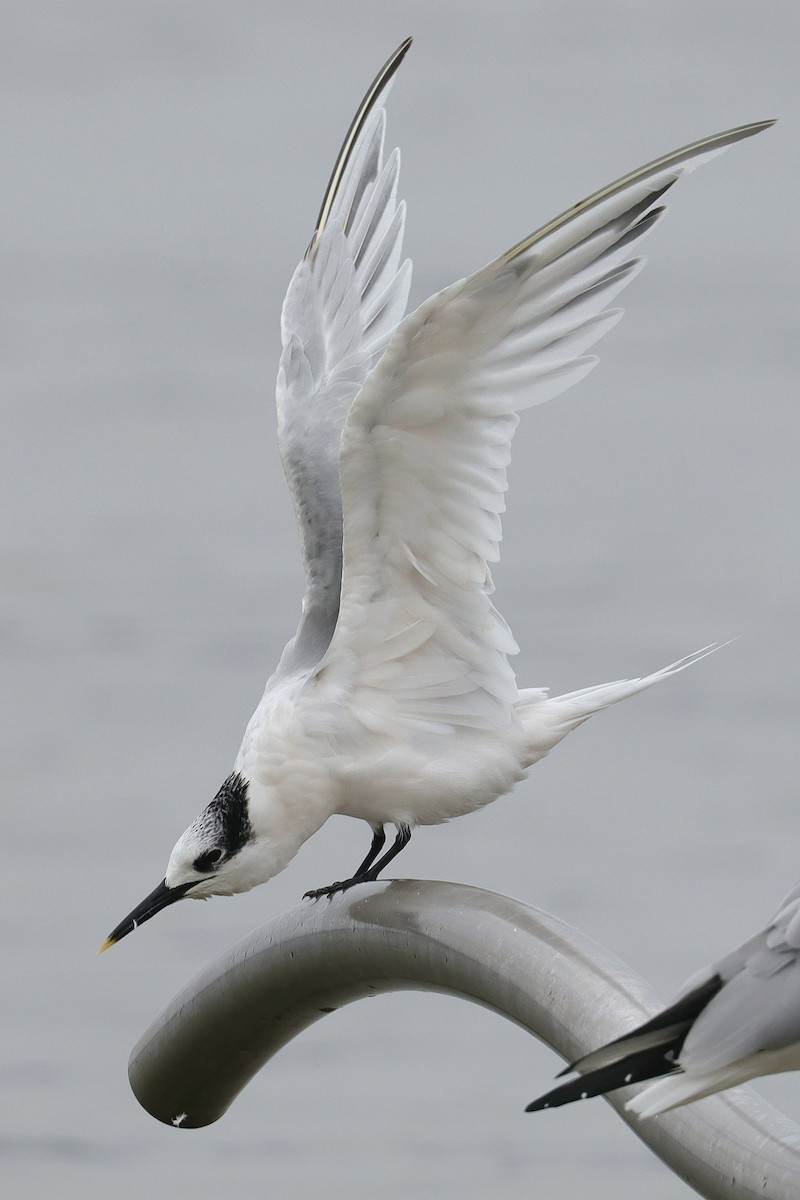 Sandwich Tern - ML624991238