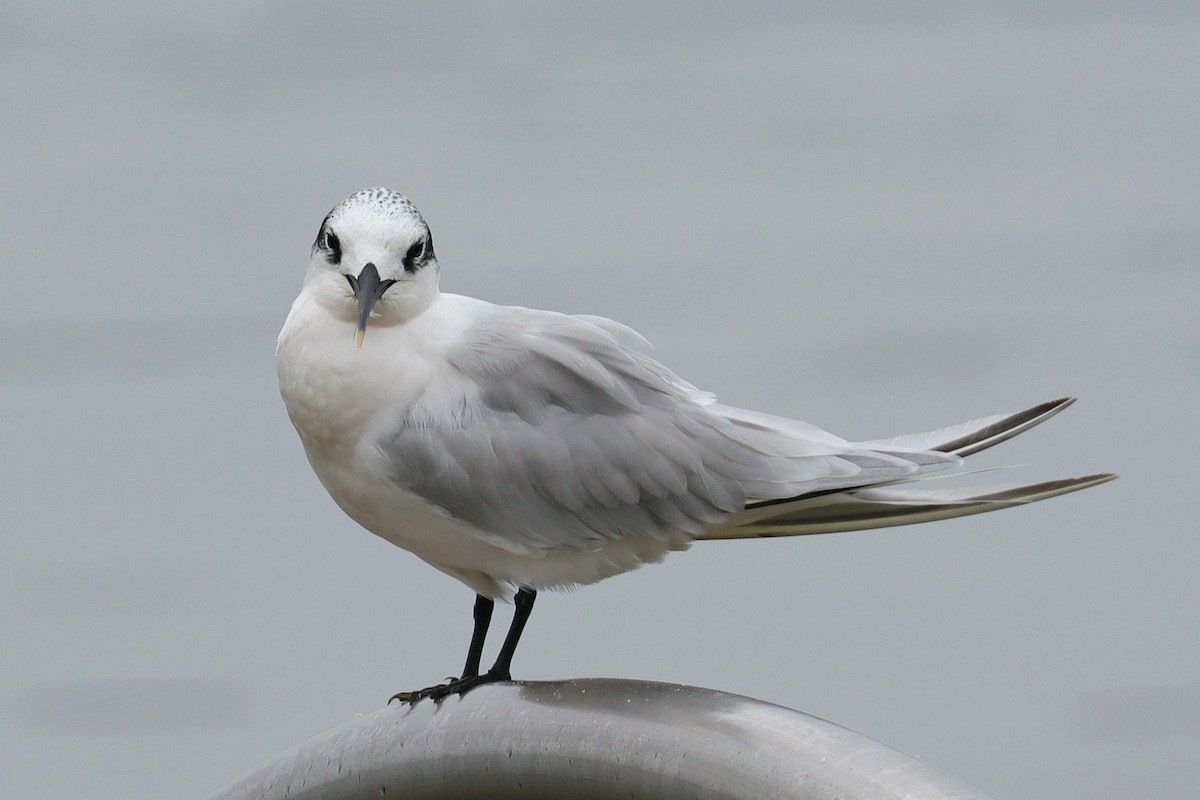 Sandwich Tern - ML624991239