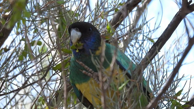 コダイマキエインコ - ML624991243