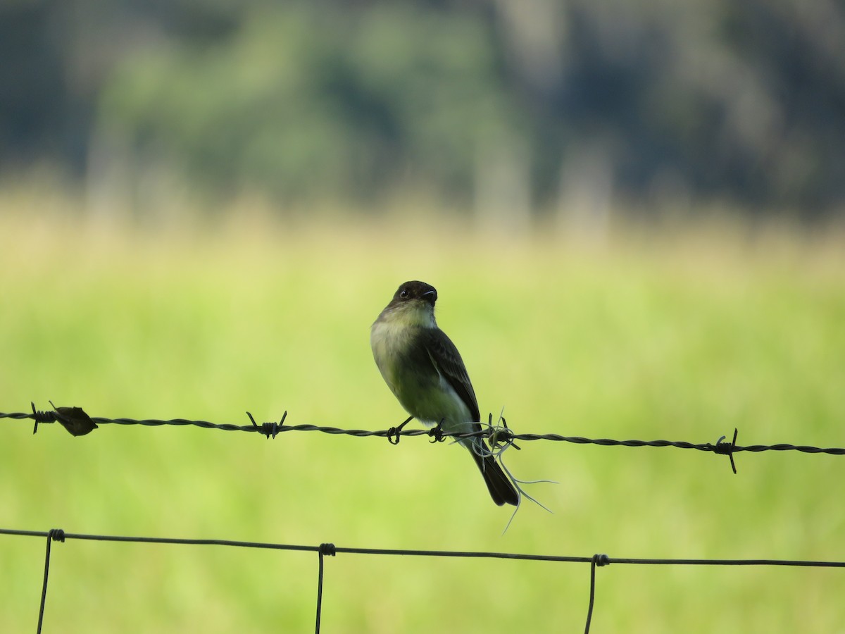 Eastern Phoebe - ML624991403