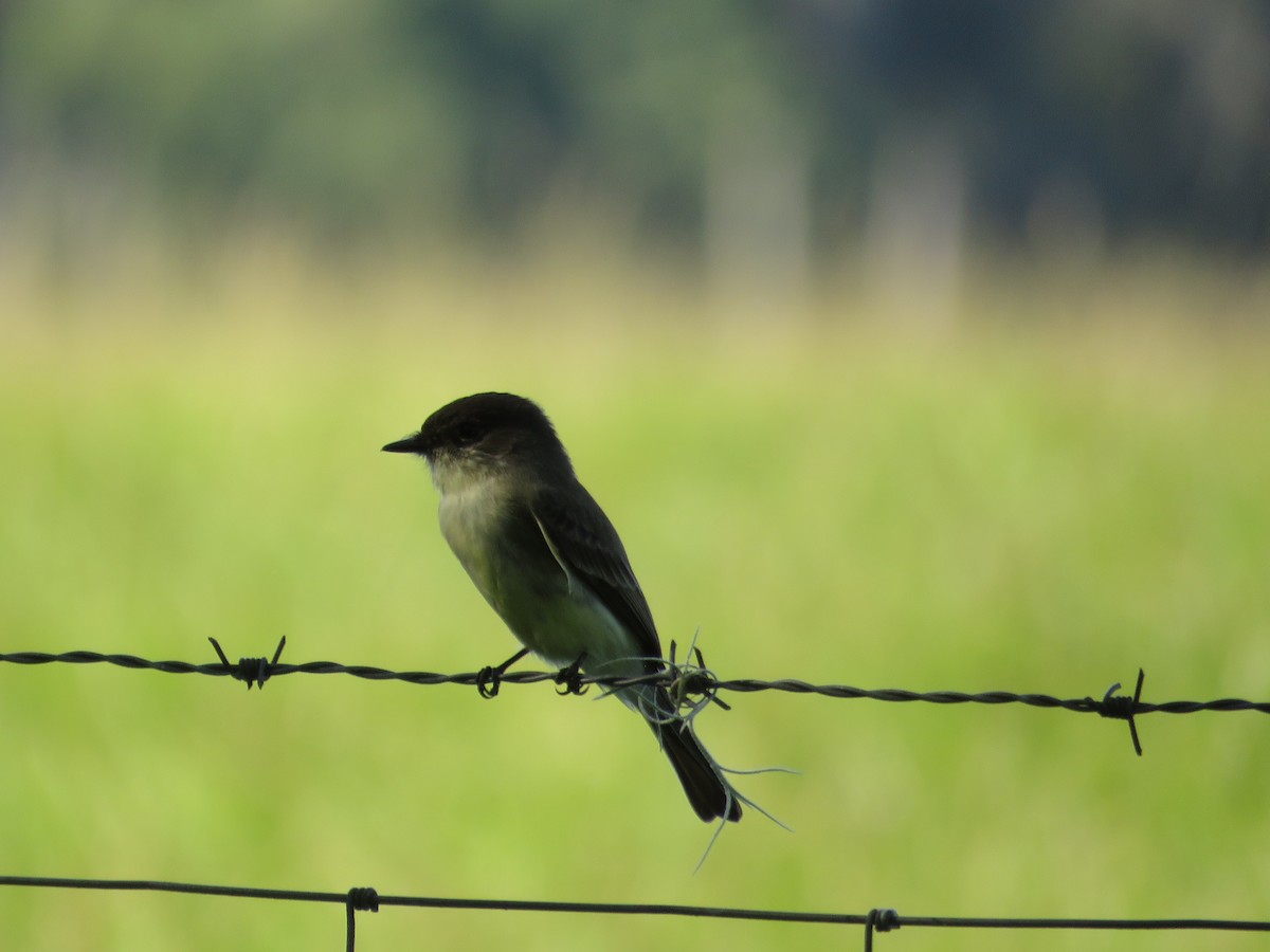 Eastern Phoebe - ML624991404