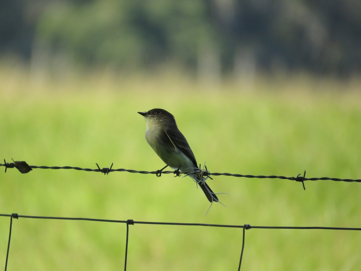 Eastern Phoebe - David & Jill Kaminski