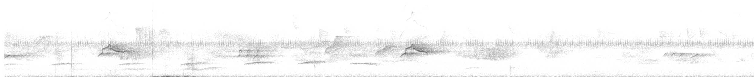 Piratic Flycatcher - ML624991422