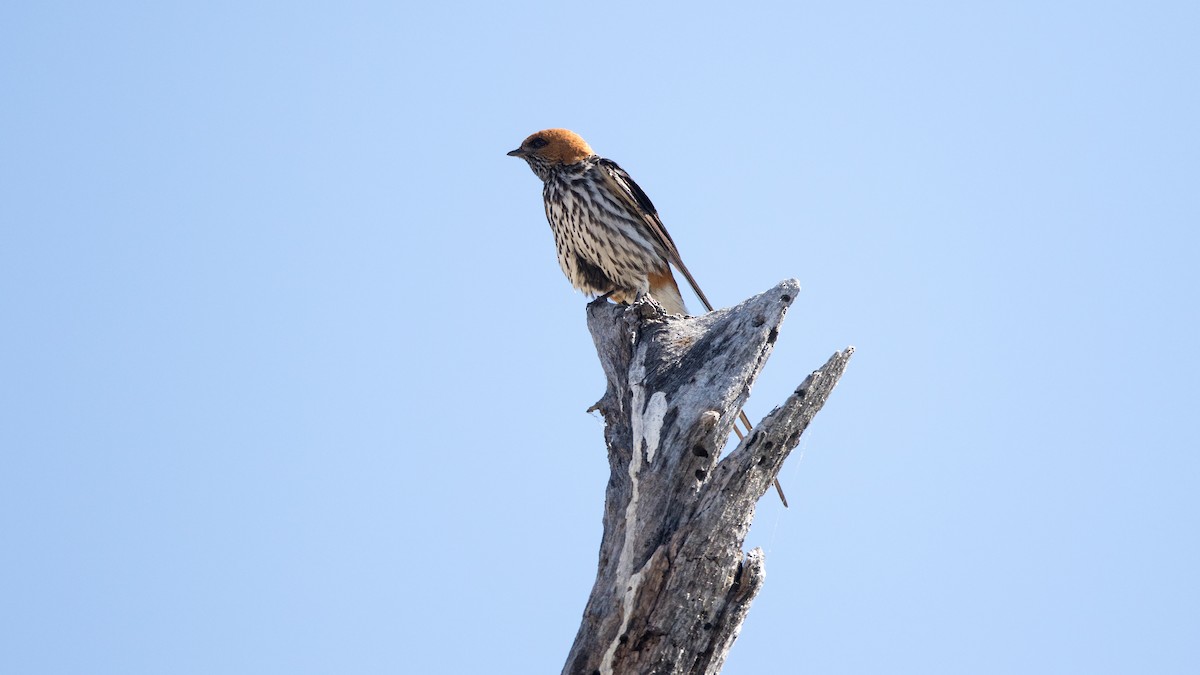 Lesser Striped Swallow - ML624991473