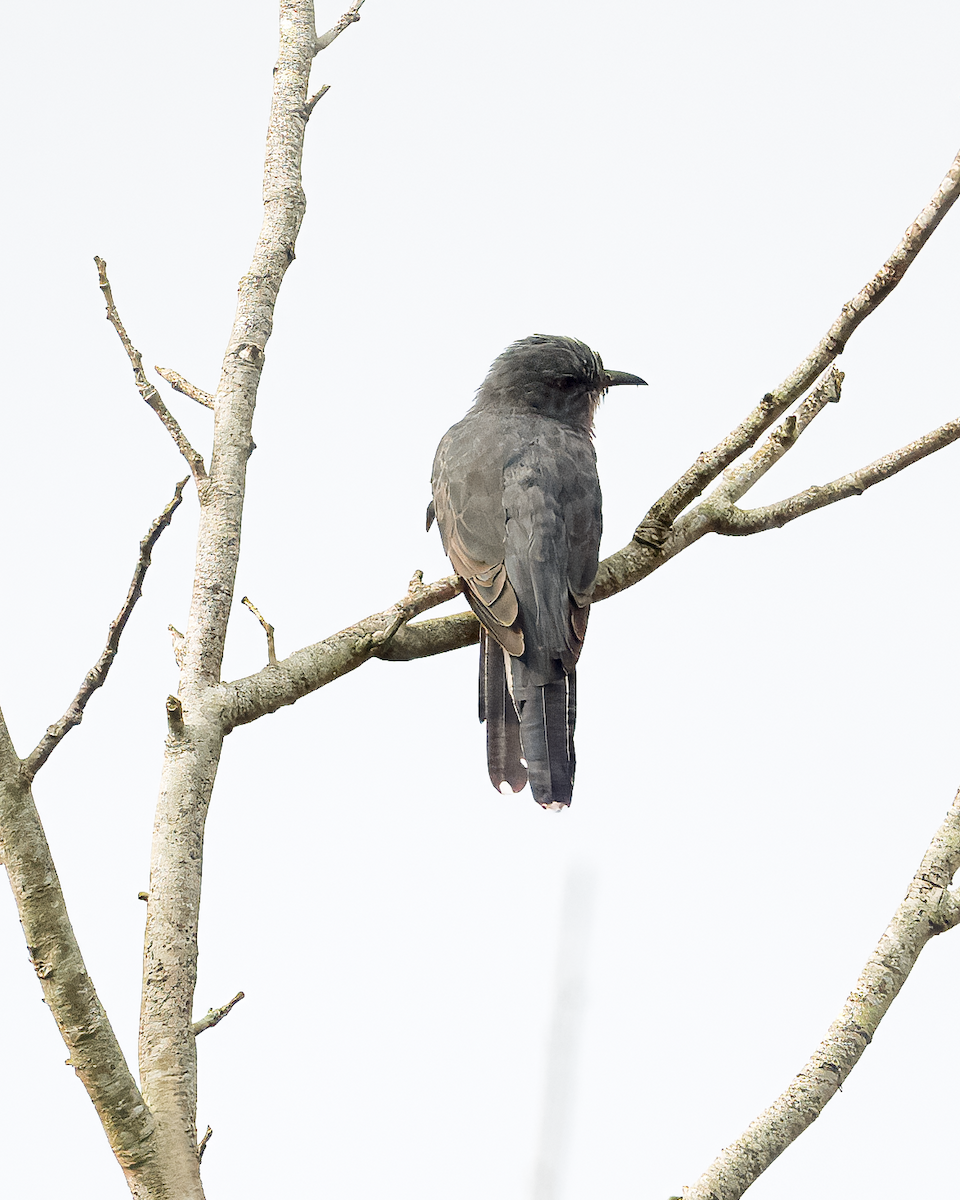 Gray-bellied Cuckoo - ML624991650