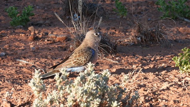 Bourke's Parrot - ML624991677
