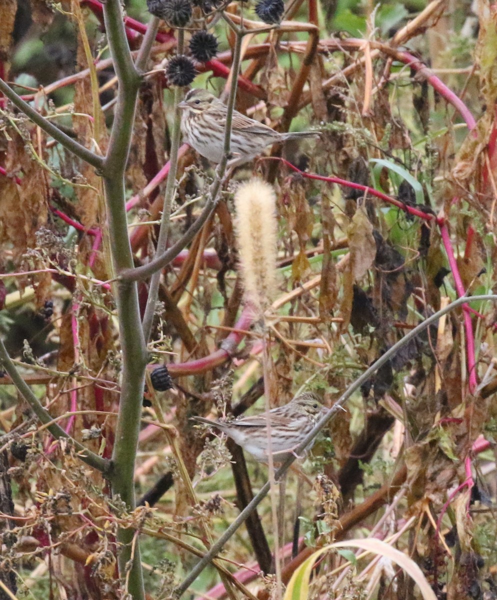 Song Sparrow - ML624991732