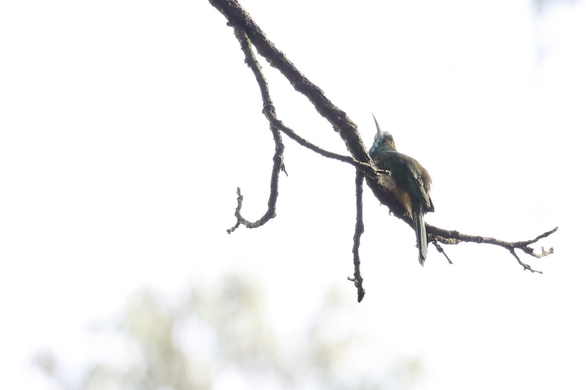 Blue-bearded Bee-eater - ML624991740