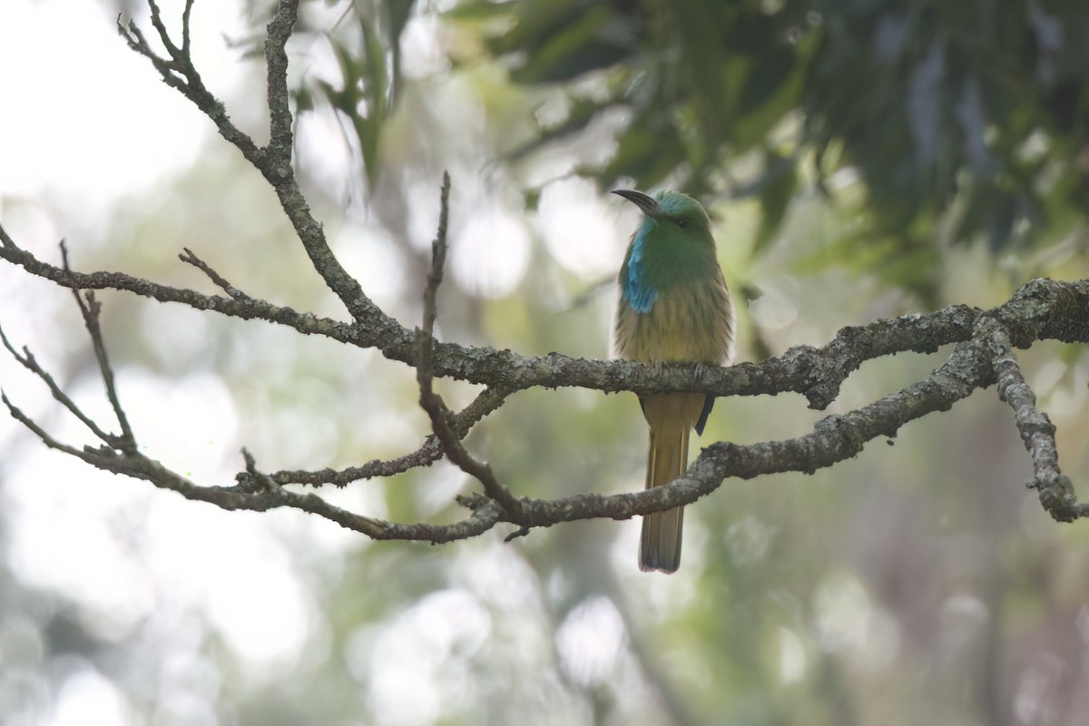 Blue-bearded Bee-eater - ML624991741