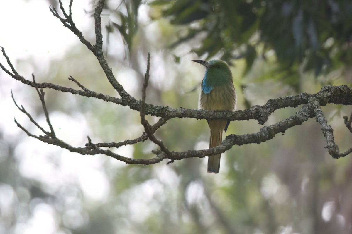 Blue-bearded Bee-eater - ML624991742