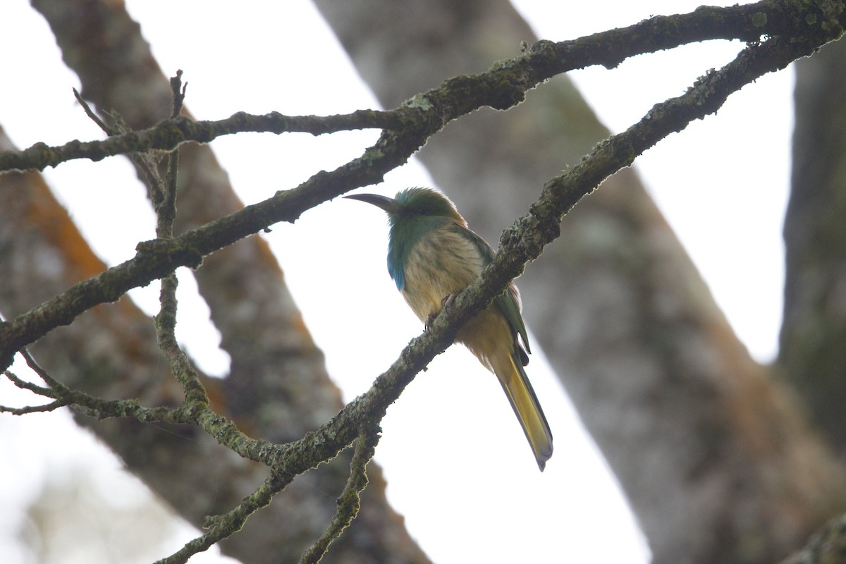 Blue-bearded Bee-eater - ML624991743