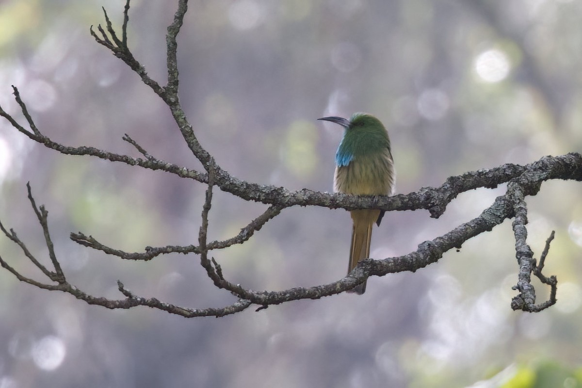 Blue-bearded Bee-eater - ML624991744