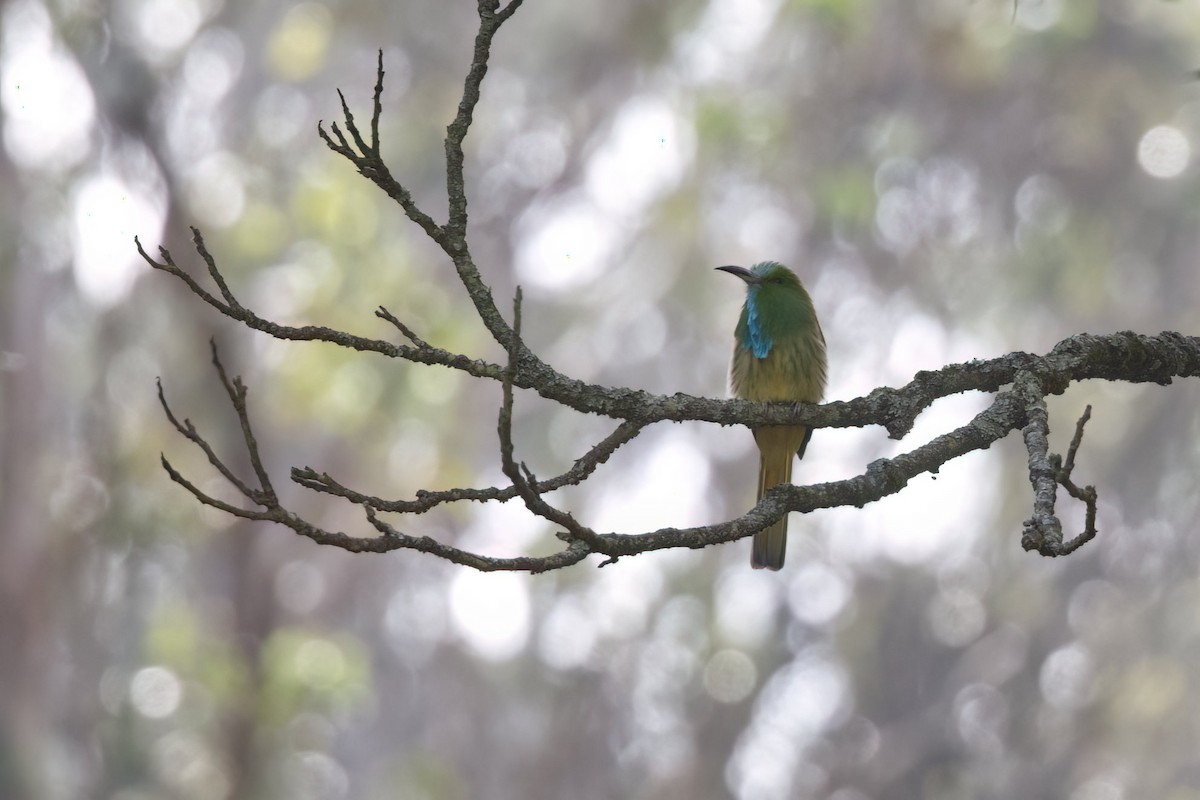 Blue-bearded Bee-eater - ML624991745