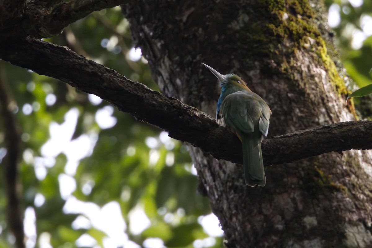 Blue-bearded Bee-eater - ML624991746